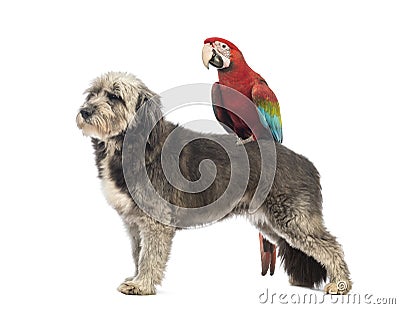 Crossbreed, 4 years old, standing with a Green-winged Macaw, Ara chloropterus, 1 year old Stock Photo