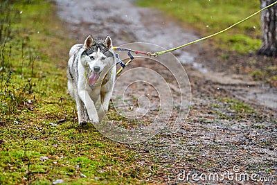 Crosscountry dryland sled dog mushing race Stock Photo