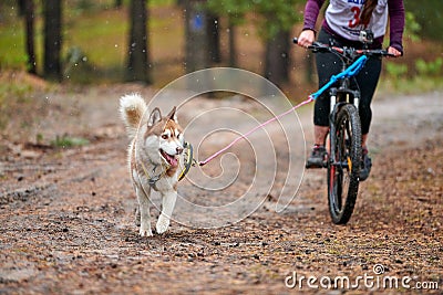 Crosscountry dryland sled dog mushing race Editorial Stock Photo