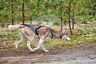 Crosscountry dryland sled dog mushing race Stock Photo