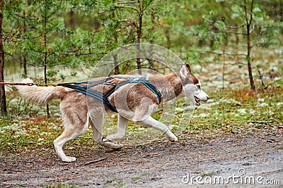 Crosscountry dryland sled dog mushing race Stock Photo