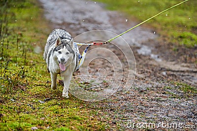 Crosscountry dryland sled dog mushing race Stock Photo