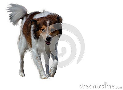 Crossing resembling a borders collie. A companion dog is a dog that does not work, providing only companionship as a pet, rather t Stock Photo