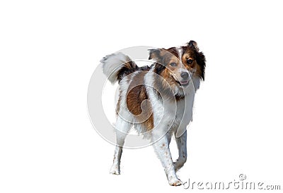 Crossing resembling a borders collie. A companion dog is a dog that does not work, providing only companionship as a pet, rather t Stock Photo