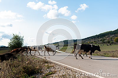 Crossing road pasture walking cows grass autumn green warm day sunny countryside rural village bulgaria Stock Photo