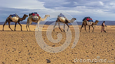 Crossing the Sahara desert with Camels Editorial Stock Photo