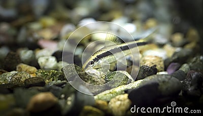 Crossocheilus siamensis. Tropische Fische schwimmen im Aquarium Stock Photo