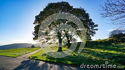 Crossroads with sun shining through tree Stock Photo