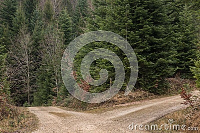 Crossroads in the middle of the forrest Stock Photo