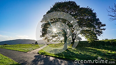 Crossroads with sun shining through tree Stock Photo