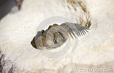 Crotalocephalus Gibbus trilobite fossil close up in a bedrock base Stock Photo