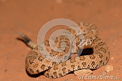 Crotalus concolor Stock Photo