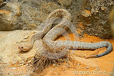 Crotalus durissus unicolor, Aruba island rattlesnake, Cascabel. Rare endemic snake from Aruba island. Dangerous poison snake at na Stock Photo