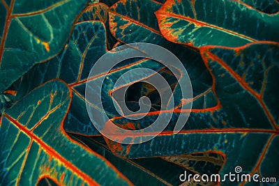 Croton bright neon pop art leaves close up. Modern Natural patte Stock Photo