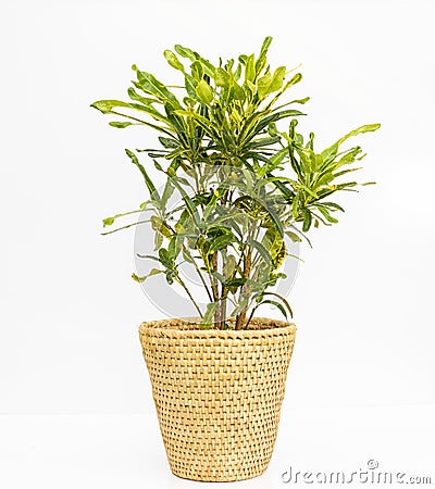 Croton codiaeum mammi in a decorative basket isolated on white background Stock Photo