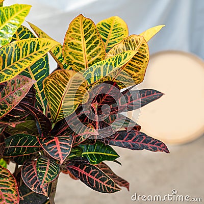 Croton, Codiaeum variegatum plant Stock Photo