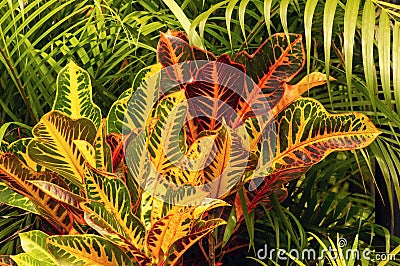Croton, Codiaeum variegatum, is a popular colorful houseplant Stock Photo