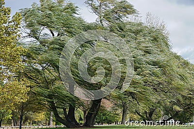 Croton-on-Hudson, New York, USA: Willow trees blowing in a strong wind Stock Photo