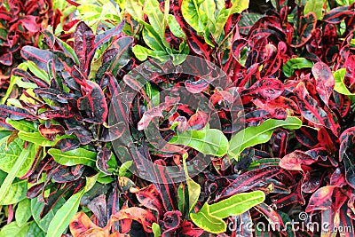 Croton plant Stock Photo