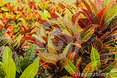 croton plant Stock Photo