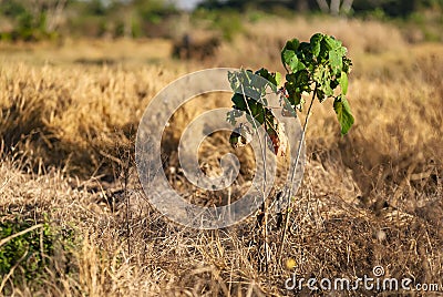 Croton urucurana seedling Euphorbiaceae planted for forest restoration in midwest Brazil Stock Photo