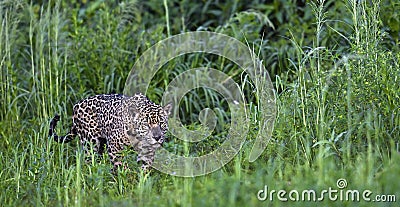 Crouching Jaguar is hiding in the green thickets of grass. Green natural background Stock Photo