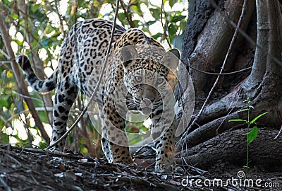 Crouching Jaguar. Jaguar walking in the forest. Front view. Stock Photo