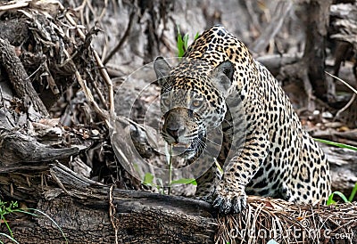 Crouching Jaguar. Jaguar walking in the forest. Front view. Panthera onca. Natural habitat Stock Photo
