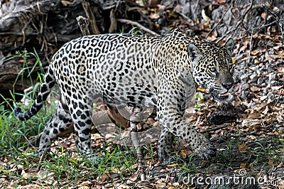 Crouching Jaguar. Jaguar walking in the forest. Panthera onca. Natural habitat. Cuiaba river, Brazil Stock Photo