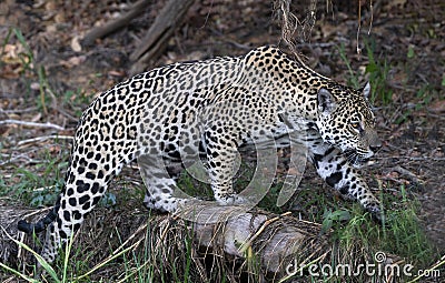 Crouching Jaguar. Jaguar walking in the forest. Stock Photo