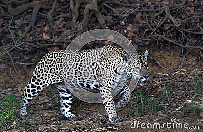 Crouching Jaguar. Jaguar walking in the forest. Panthera onca. Natural habitat. Stock Photo