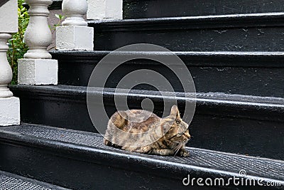 Crouching tabby cat on tall black wrought iron stairs Stock Photo
