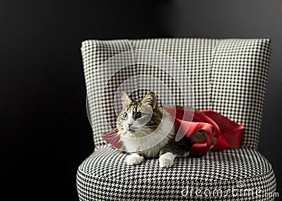 Crouching tabby wrapped in red satin ribbon ready for cuddles Stock Photo