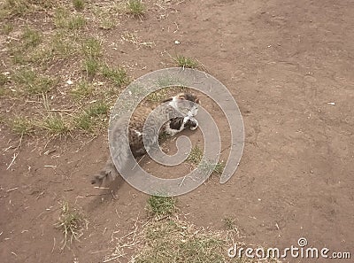 crouching wildcat on the hunt Stock Photo