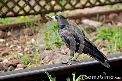 A crow sitting on a train rail Stock Photo