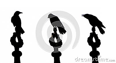 Crow Stock Photo