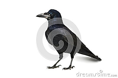 Crow Stock Photo