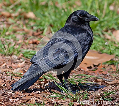 Crow Stock Photo