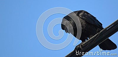 Crow standing on wire Stock Photo