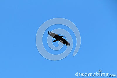 Crow in the air. Stock Photo