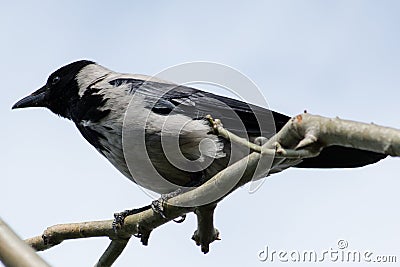 Crow Stock Photo