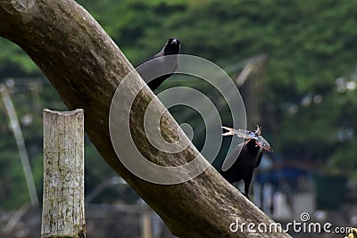 Crow catch fish Stock Photo