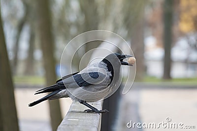 Crow in the city park holds nut in the beak Stock Photo