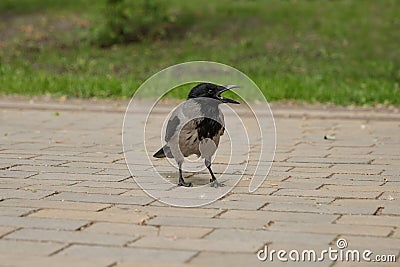 Crow costs on a stone blocks. Stock Photo