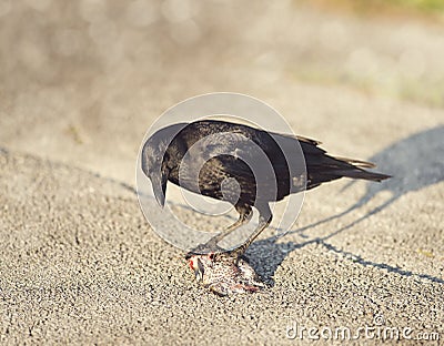 Crow eating a fish Stock Photo