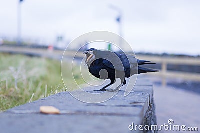 Crow eating some biscuits offered by people Stock Photo