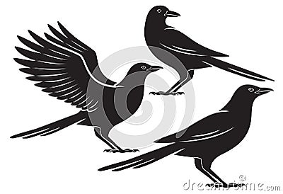 Crow Vector Illustration