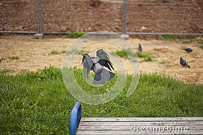 Crow in flight. Black bird. Stock Photo