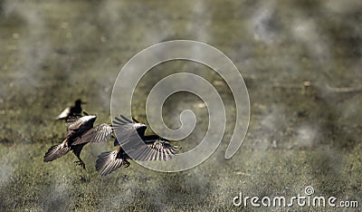 Crow flying above the cloud on a foggy day Stock Photo