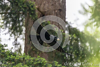 crow flying through cedar trees carrying food Stock Photo